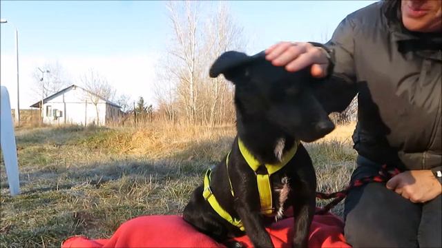 Gustav, schüchtener Mischlingsrüde, 2 Jahre, 50 cm смотреть онлайн
