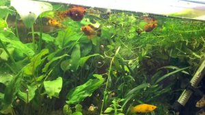 Моллинезия велифера как содержаться в каких условиях, чем питаются, что нового ?