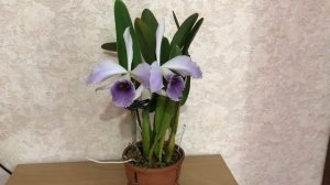 Один из красивейших гибридов  Lc. C.G Roebling 'Blue Indigo'