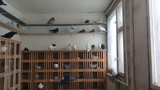 Хороший голубятник кроме хороших голубей должен быть хорошим человеком! смотреть онлайн