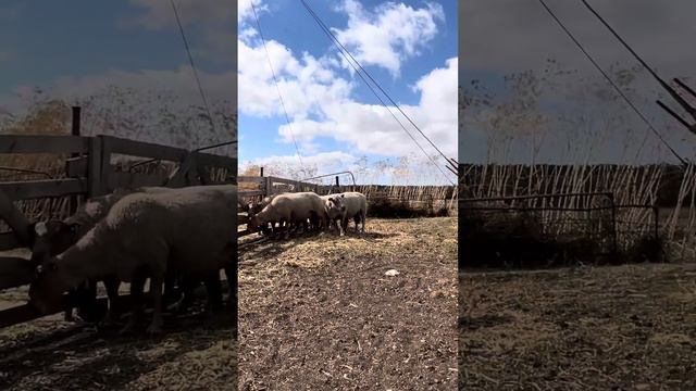 #17 Искусственное осеменение баранами Шароле +7 982 000 999 4 смотреть онлайн