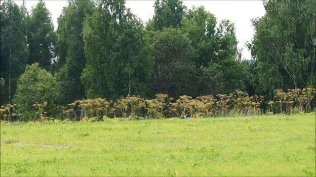 Уиппеты Valpain Pek Akio Hotaru (красн) - TATYANIN DEN VERNIY (син). CACL. 6.08.2016. смотреть онлайн