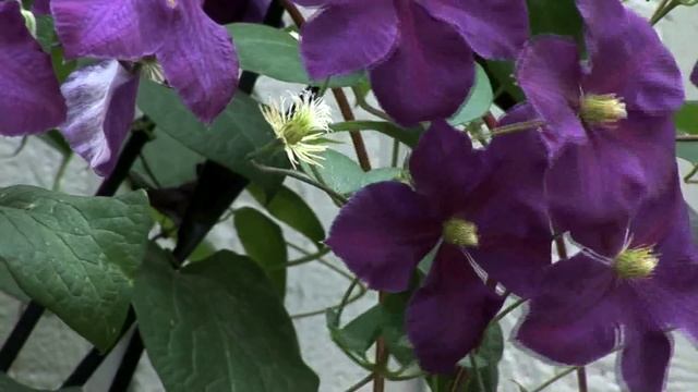 In the Garden with Mike Darcy: Clematis & Vibernum смотреть онлайн