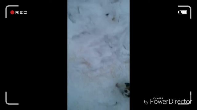 Наконец то появились щенки!!!! Щеночки эстонской гончей!! смотреть онлайн