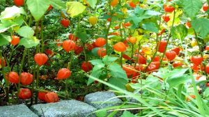 ВЫРАЩИВАНИЕ ФИЗАЛИСА В ДОМАШНИХ УСЛОВИЯХ! СОВЕТЫ ПО ПОСАДКЕ И УХОДЕ.