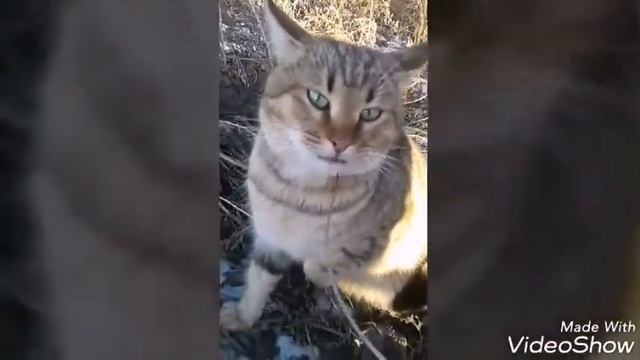 Говорящий кот!!Смотреть всем)Приколы с котами смотреть смотреть онлайн