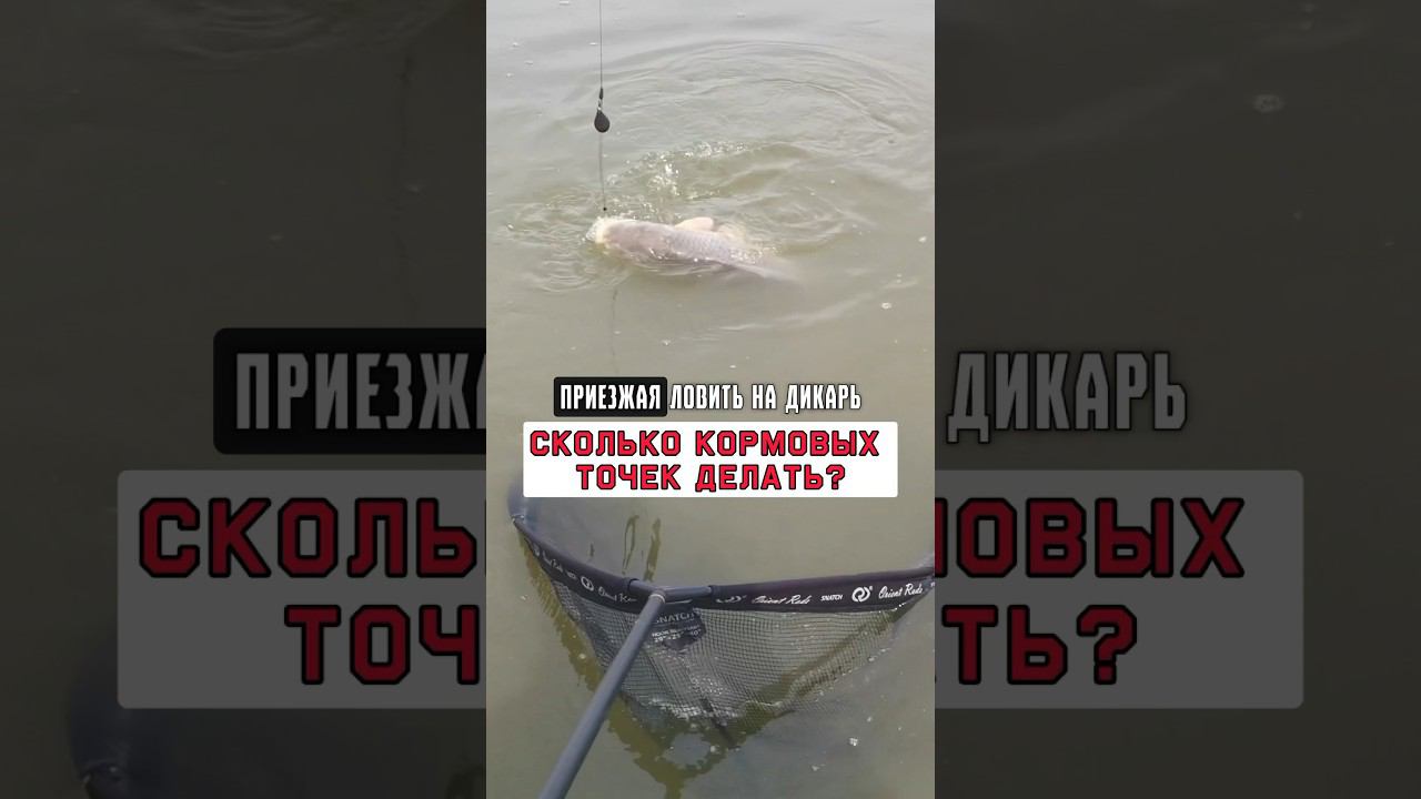 ДИКАРЬ! СКОЛЬКО ТОЧЕК ДЕЛАТЬ? #карпфишинг смотреть онлайн