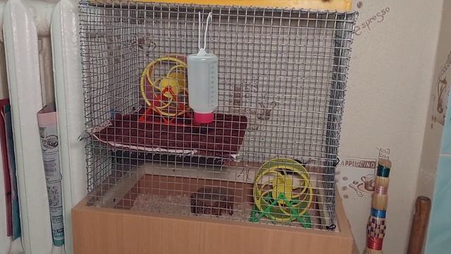 Как знакомить мышей? Подселение мышки в стаю мышей! Зажиточные мыши в хоромах ? смотреть онлайн