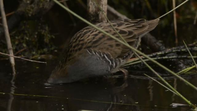Водяной пастушок - Rallus aquaticus.mp4 смотреть онлайн
