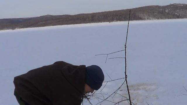 Бодоравки, отличная растопка для костра