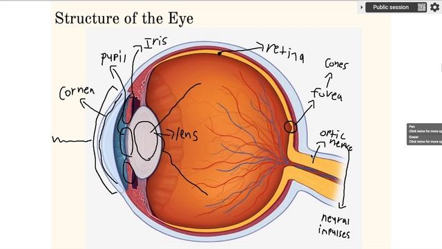 AP Psychology: Physiology of the Eye and the Ear Part 1 смотреть онлайн