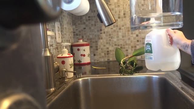 How I water my orchids смотреть онлайн