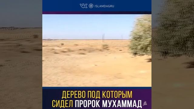 Дерево под которым сидел пророк Мухаммад. смотреть онлайн