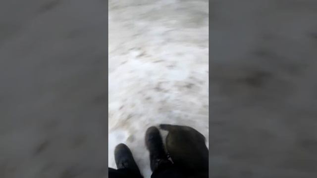 Помагите узнать породу собаки смотреть онлайн