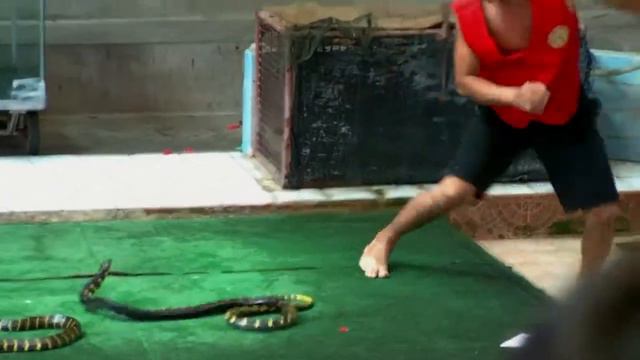 Таиланд,Змеиная ферма.mp4 смотреть онлайн