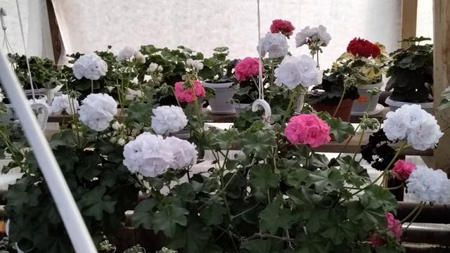 #72.Просто любуемся цветением пеларгонии! смотреть онлайн