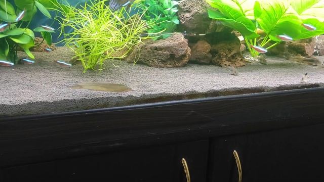 Как поднять дно аквариума. смотреть онлайн