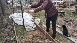 выращивание ежевики, уход после зимы