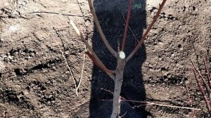 Обрезка двухлетнего персика весной  Важные моменты при посадке