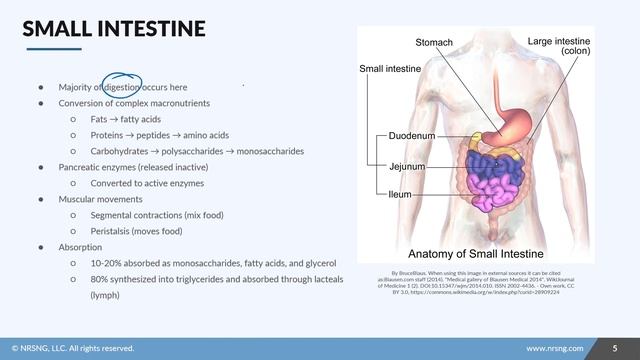 Digestive system structure & function (Nursing School Lessons) смотреть онлайн