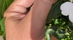 ОБРЕЗКА СБЕЖАВШЕЙ НЕВЕСТЫ ПОСЛЕ ЦВЕТЕНИЯ. 13.07.23.