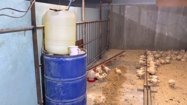 Бройлер на экструдированном корме. Перевели в новое помещение смотреть онлайн