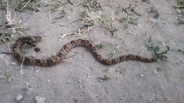 Мини-VLOG/Шок! Напала змея!??