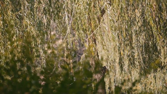 Dan Gibson’s Solitudes - Under the Willow | Forest Guitar смотреть онлайн