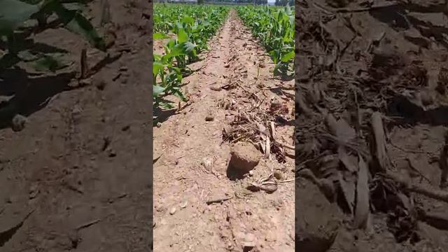 Day 35. 6 leaves смотреть онлайн