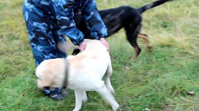 Лорд и Босс смотреть онлайн