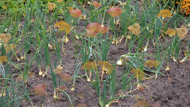 5 причин гниения лука на грядках смотреть онлайн