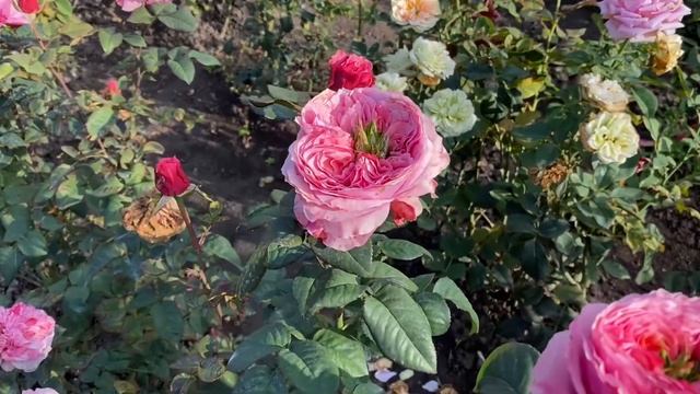 Обзор роз/ТОФФИ/РИДЖЕНС ПАРК/осень/2022