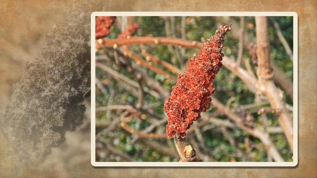 Первые весенние цветы и подснежники смотреть онлайн