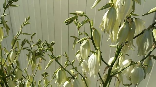 Как цветёт ЮККА./How Yucca Blooms. смотреть онлайн