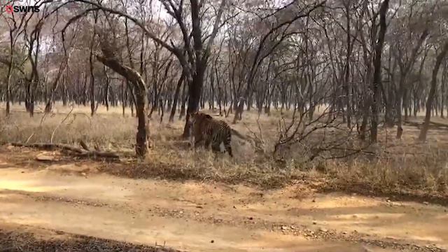 Watch these two tiger sisters fight in a fierce battle for territory! | SWNS смотреть онлайн