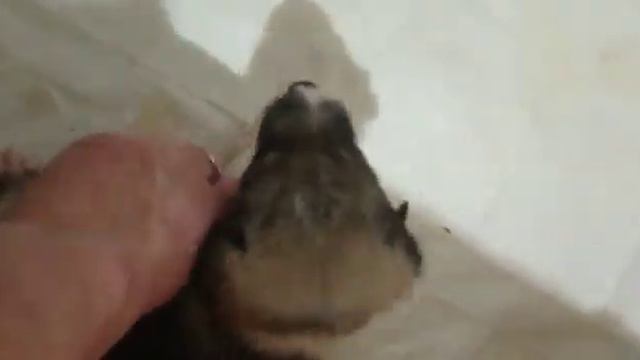 Мы выросли и ждëм родителей смотреть онлайн