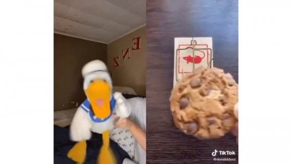 Donald Duck And The Mouse Trap (A Funny TikTok Video By DonaldDucc) Effects Inverted