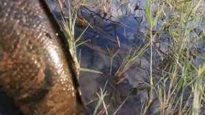 охота на змея. Snakehead hunting
Часть 3)Трофейный змееголов.