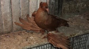 Голуби. Северокавказские космачи. Караганда