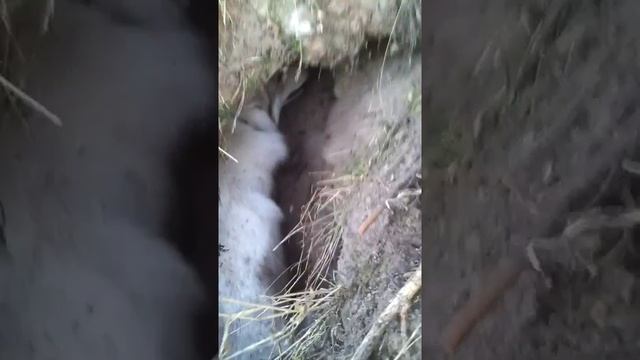 ЗСЛ Буран 9 мес. нашел лису в норе