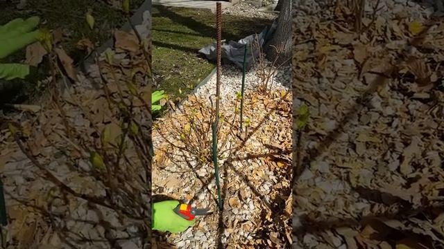 Укрытие крупнолистной Гортензии... Открываем Гортензию крупнолистную после зимы ... смотреть онлайн