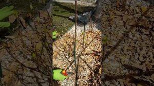 Укрытие крупнолистной Гортензии... Открываем Гортензию крупнолистную после зимы ...