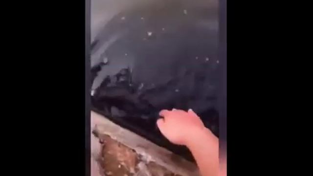 Рыба из Ада смотреть онлайн