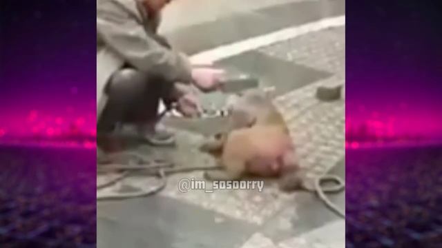 Индус шутник, Макака защитник #приколы 2022 #приколы смотреть онлайн