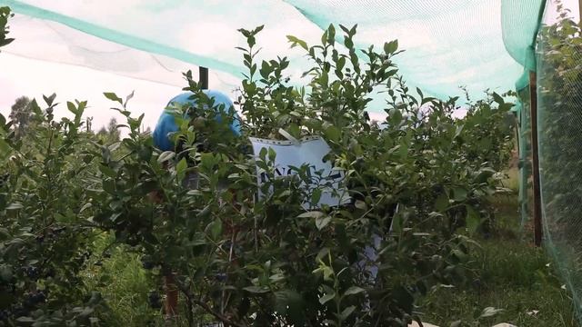 Сколько ягод можно собрать с куста голубики / часть 2 смотреть онлайн