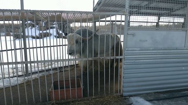 Зоопитомник Московского зоопарка смотреть онлайн