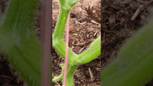 Ремонтные Комбинации