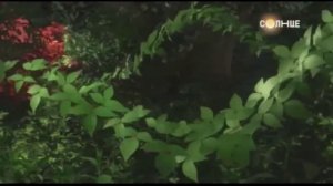 "АЯ И ВЕДЬМА" НА ТЕЛЕКАНАЛЕ "СОЛНЦЕ"!