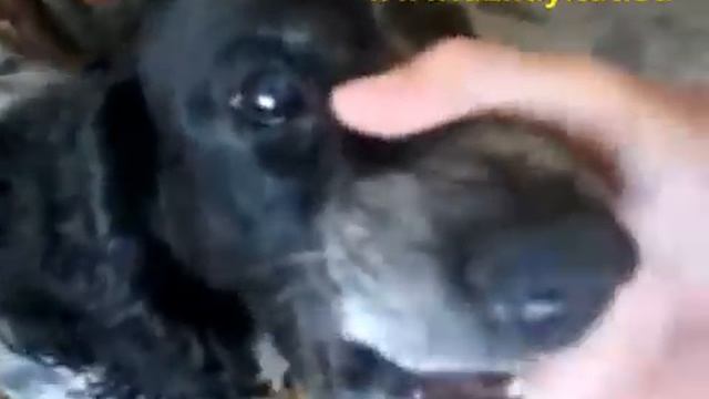 собака жжот!!!- поющий собик