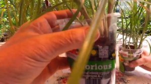 ЗЕМЛЯНОЙ МИНДАЛЬ или ЧУФА.Как ВЫРАСТИТЬ ЧУФУ? ТопСад HD